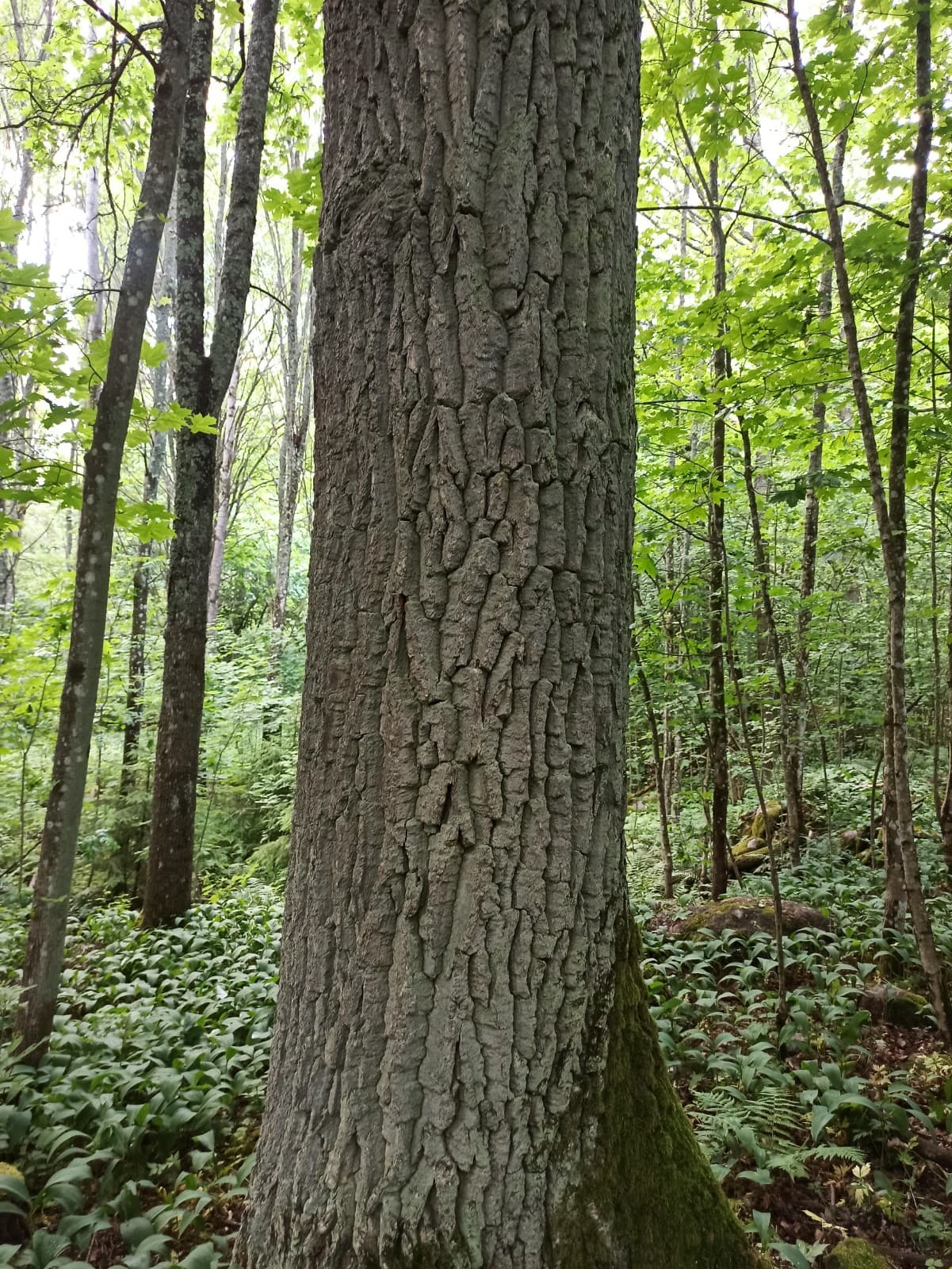 Tammisto Nature Reserve - Image 1