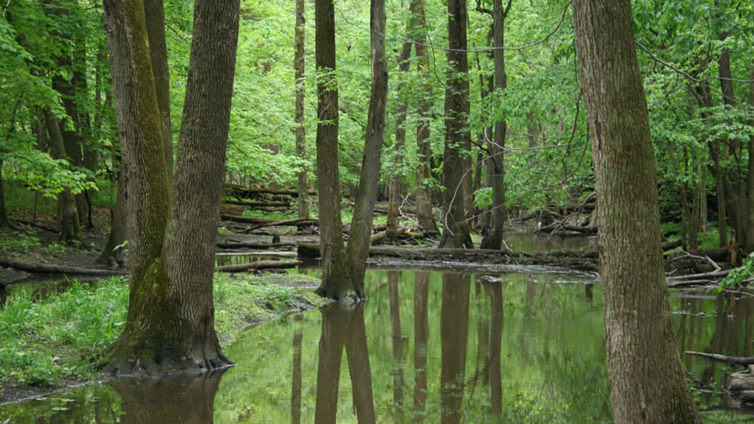 Messenger Woods Nature Preserve - Image 1