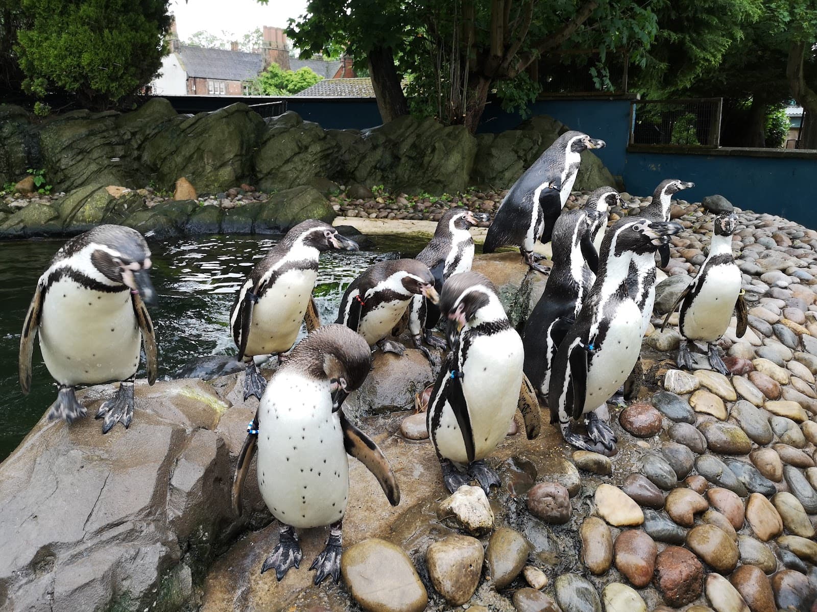 Twycross Zoo - Image 1