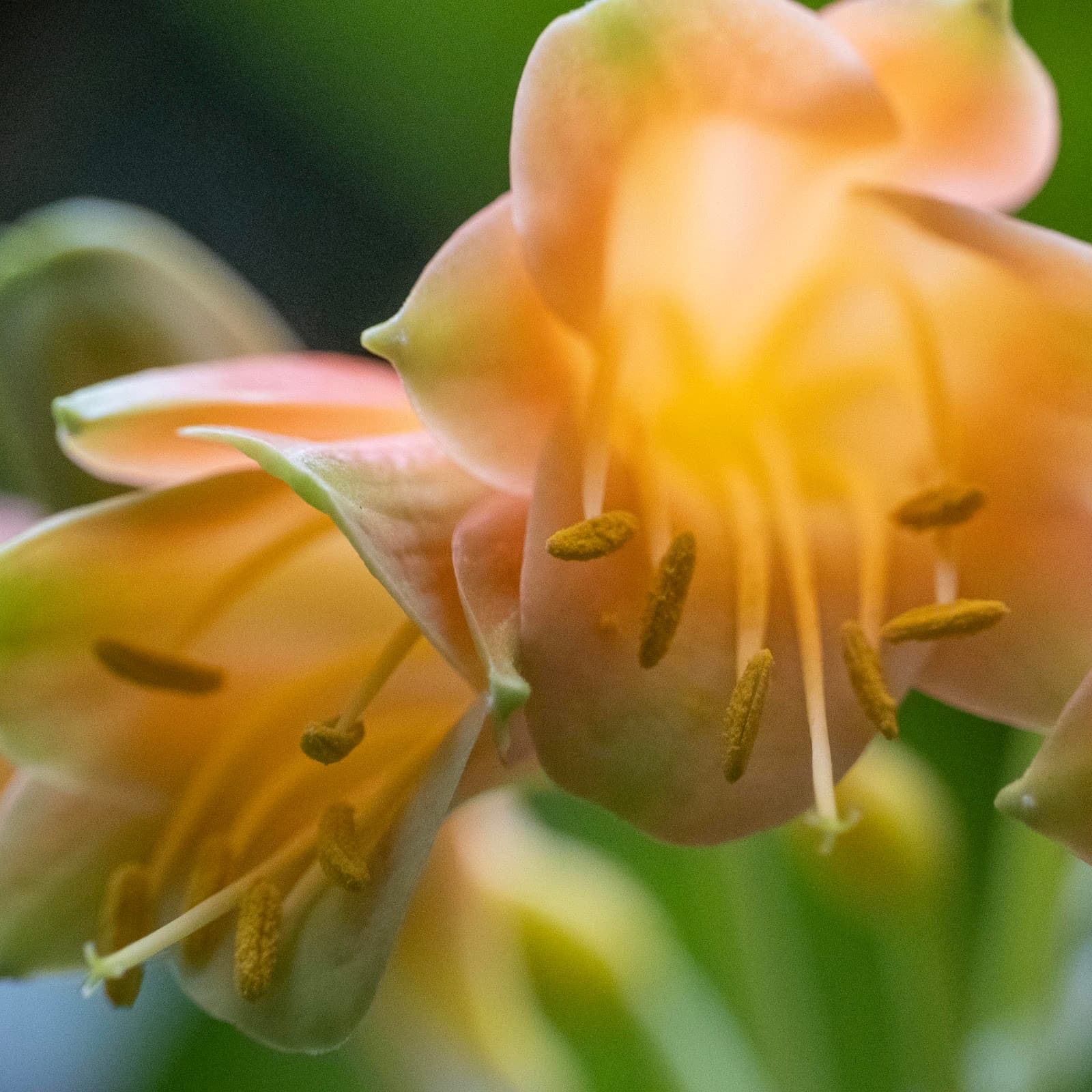 Powsin Culture Park & Botanical Garden - Image 1