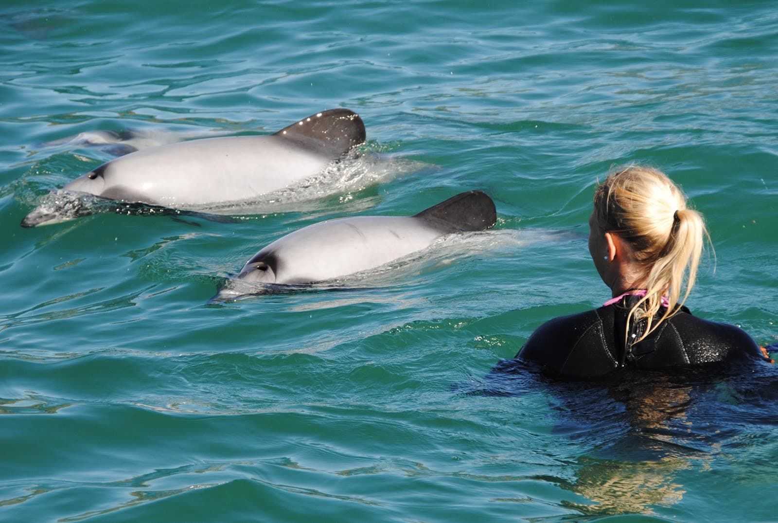 Swim with Hector's dolphins - Image 1