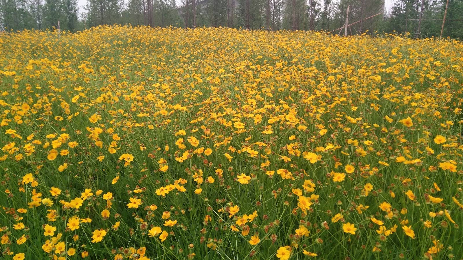 Local Flora and Fauna