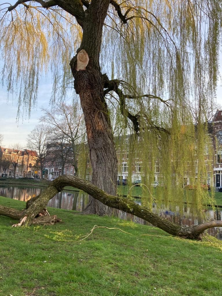 Provenierswijk - Image 1