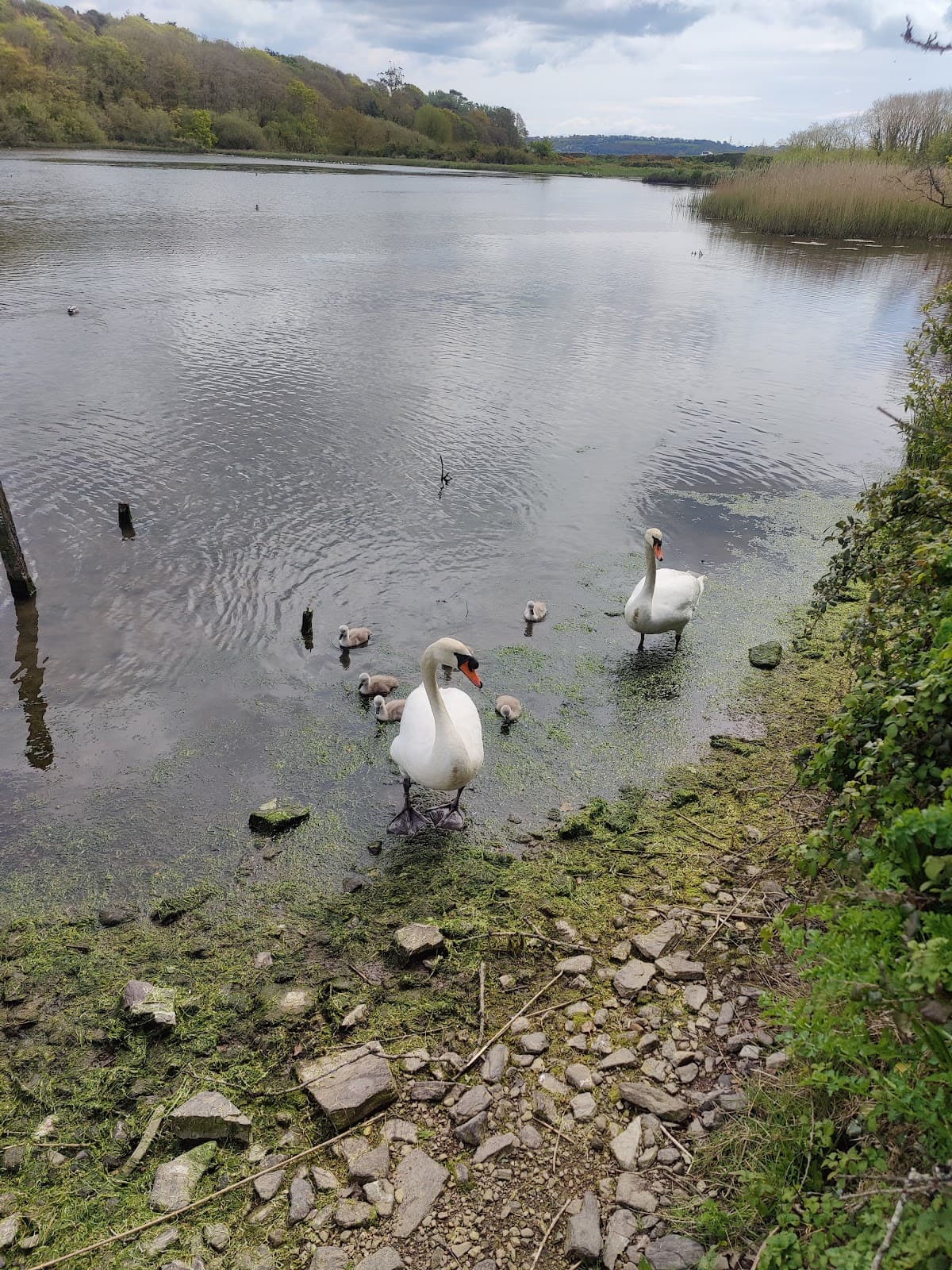 Cuskinny Nature Reserve - Image 1