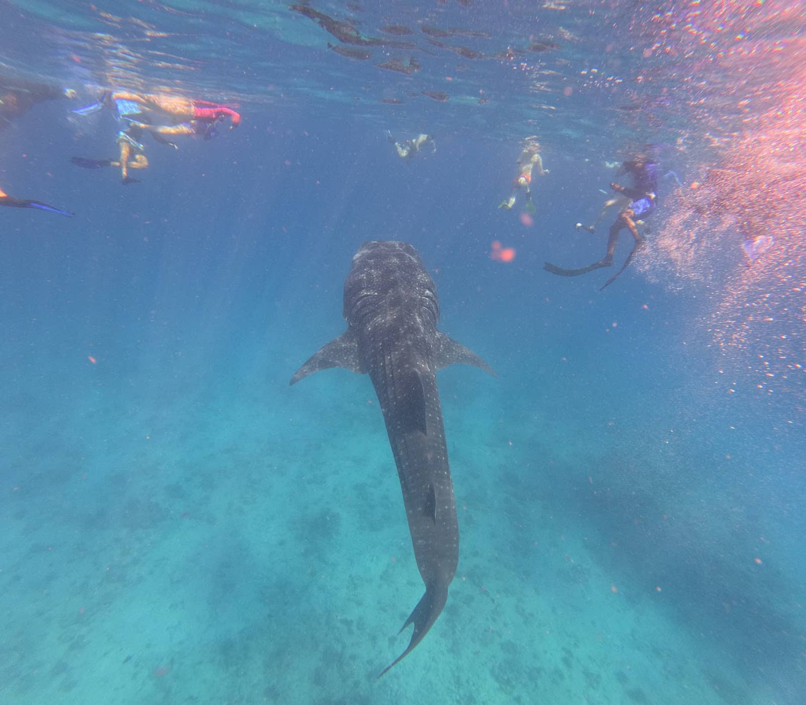 Whale Shark Encounters