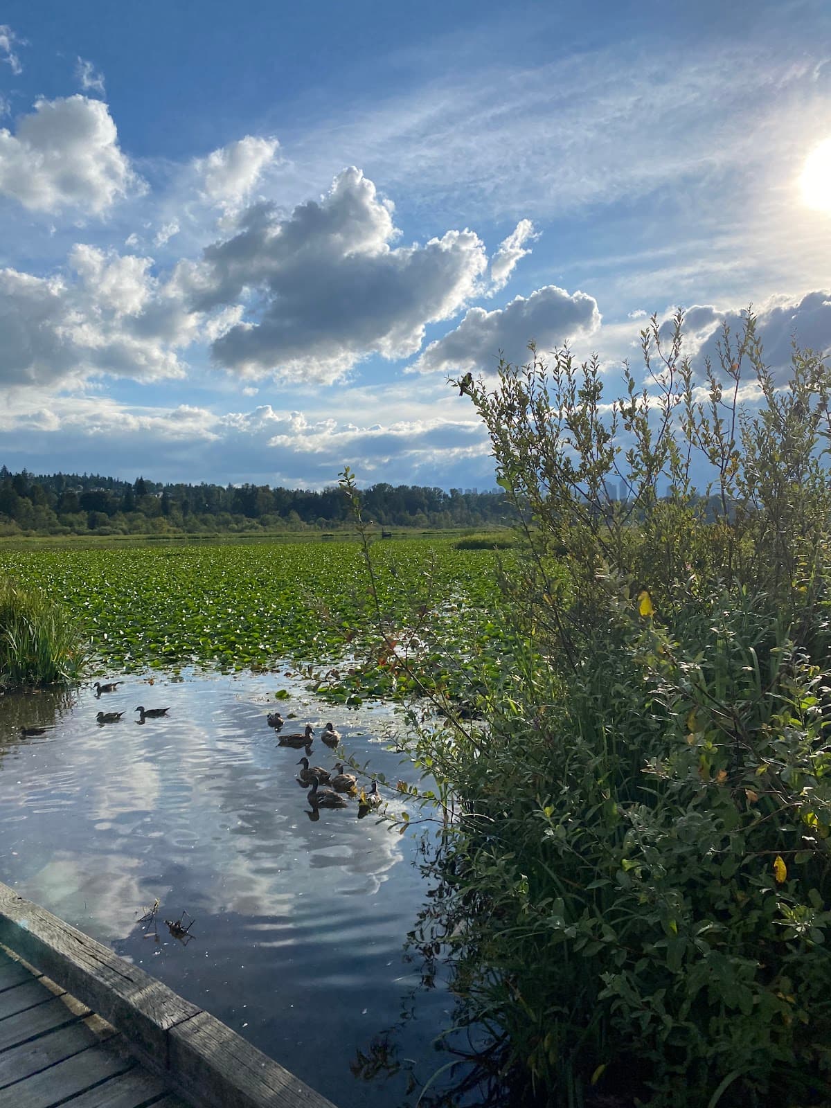 Burnaby Lake Nature House - Image 1