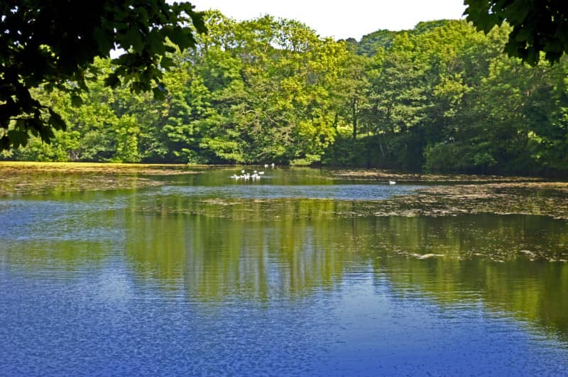 Serene Nature Walks