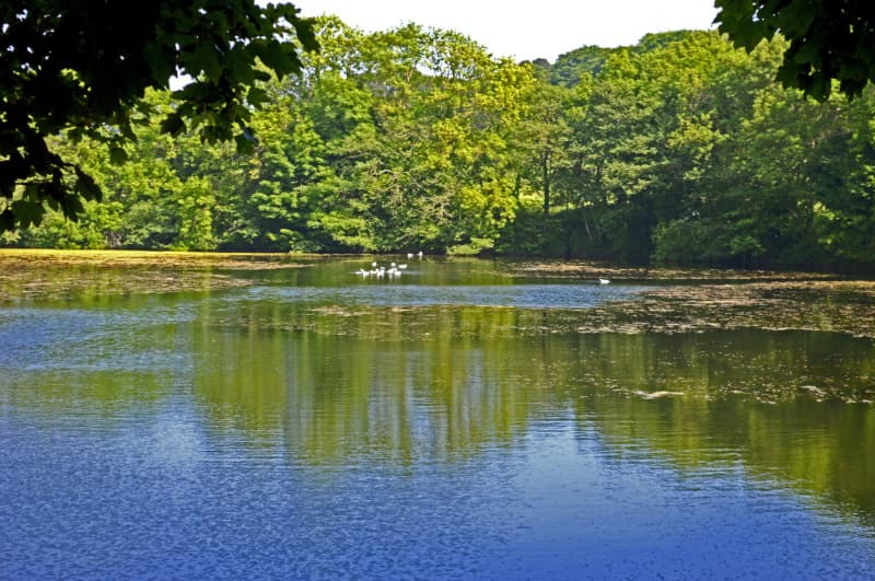 Deer Park - Image 1