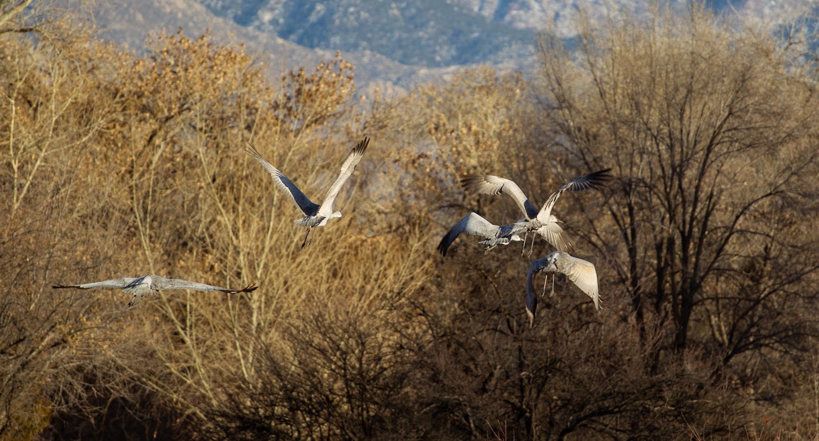 Corrales New Mexico - Image 1