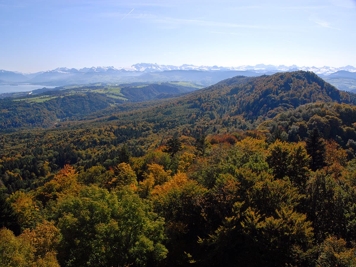 Sihlwald Forest Zurich - Image 1