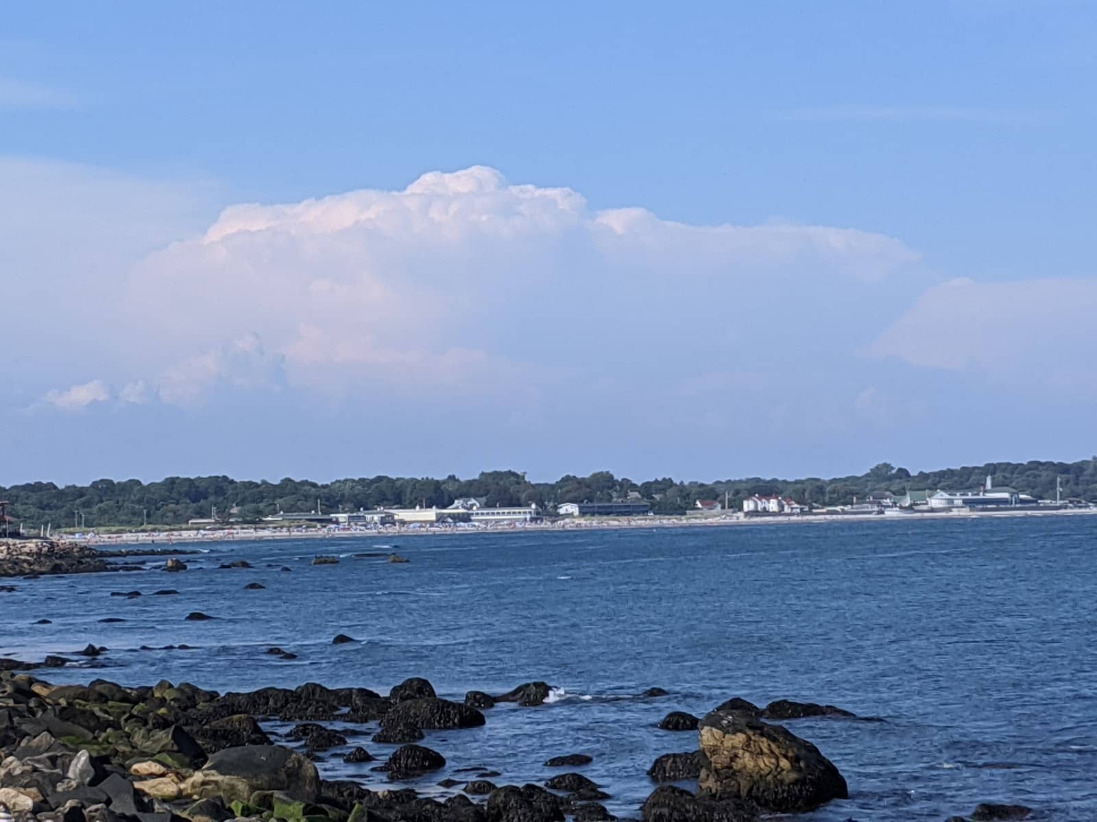 Harbor Seal Sightings