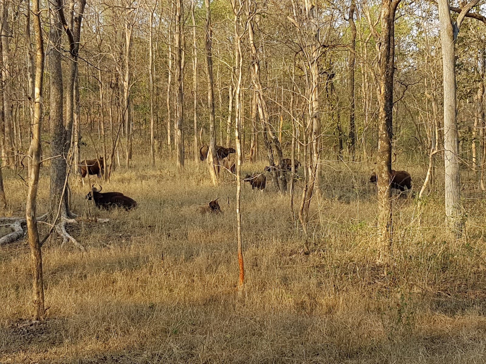 Pench National Park Madhya Pradesh - Image 1
