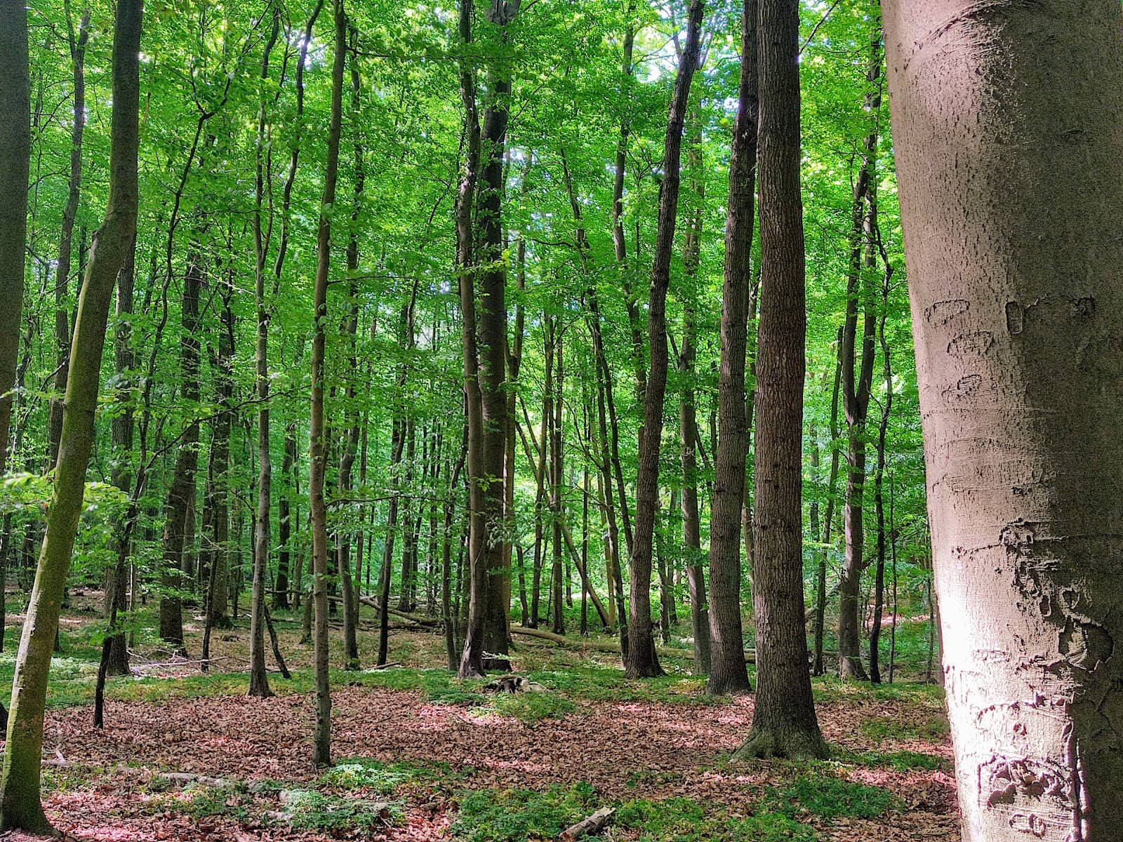 Wildlife Spotting