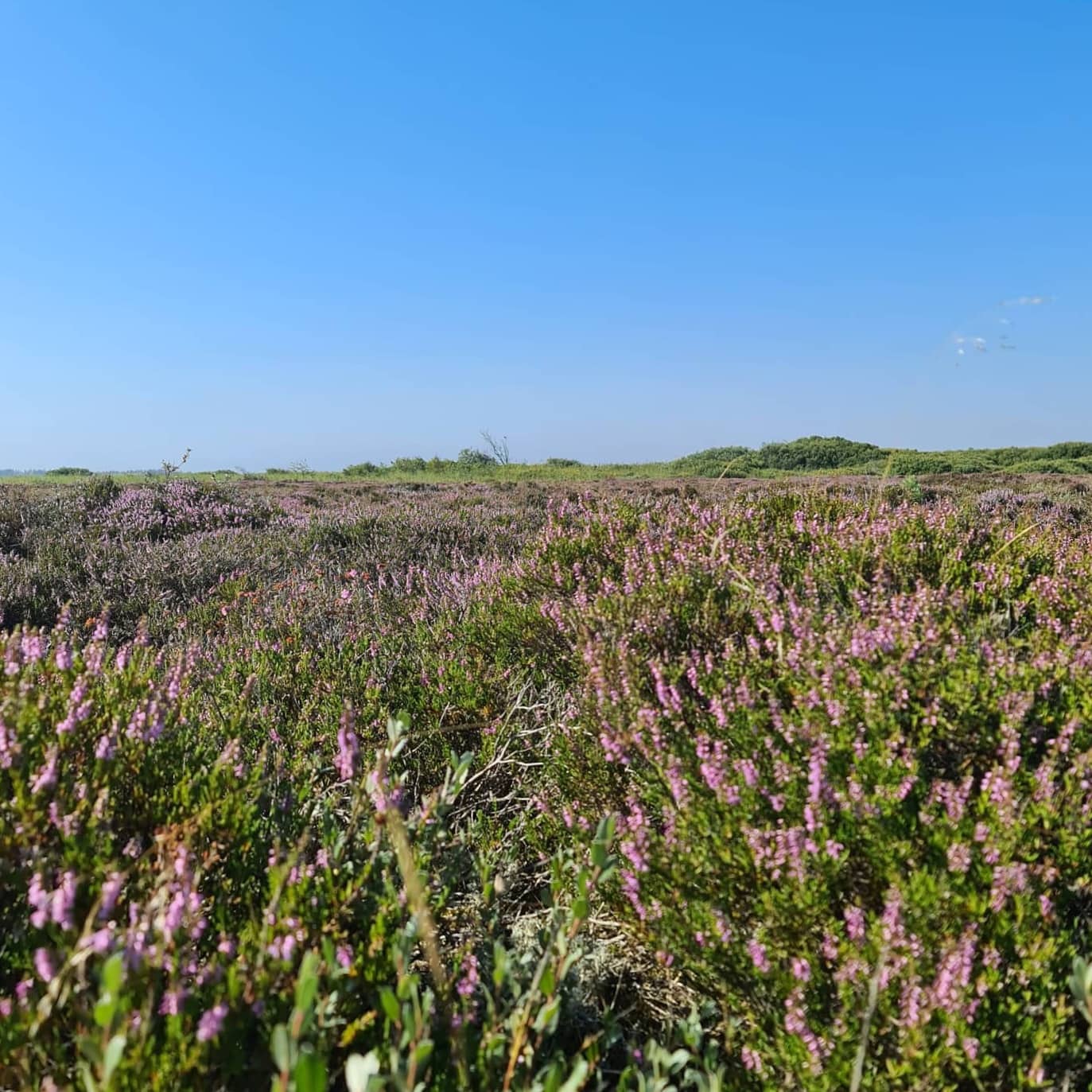 Coastal Dune Walk