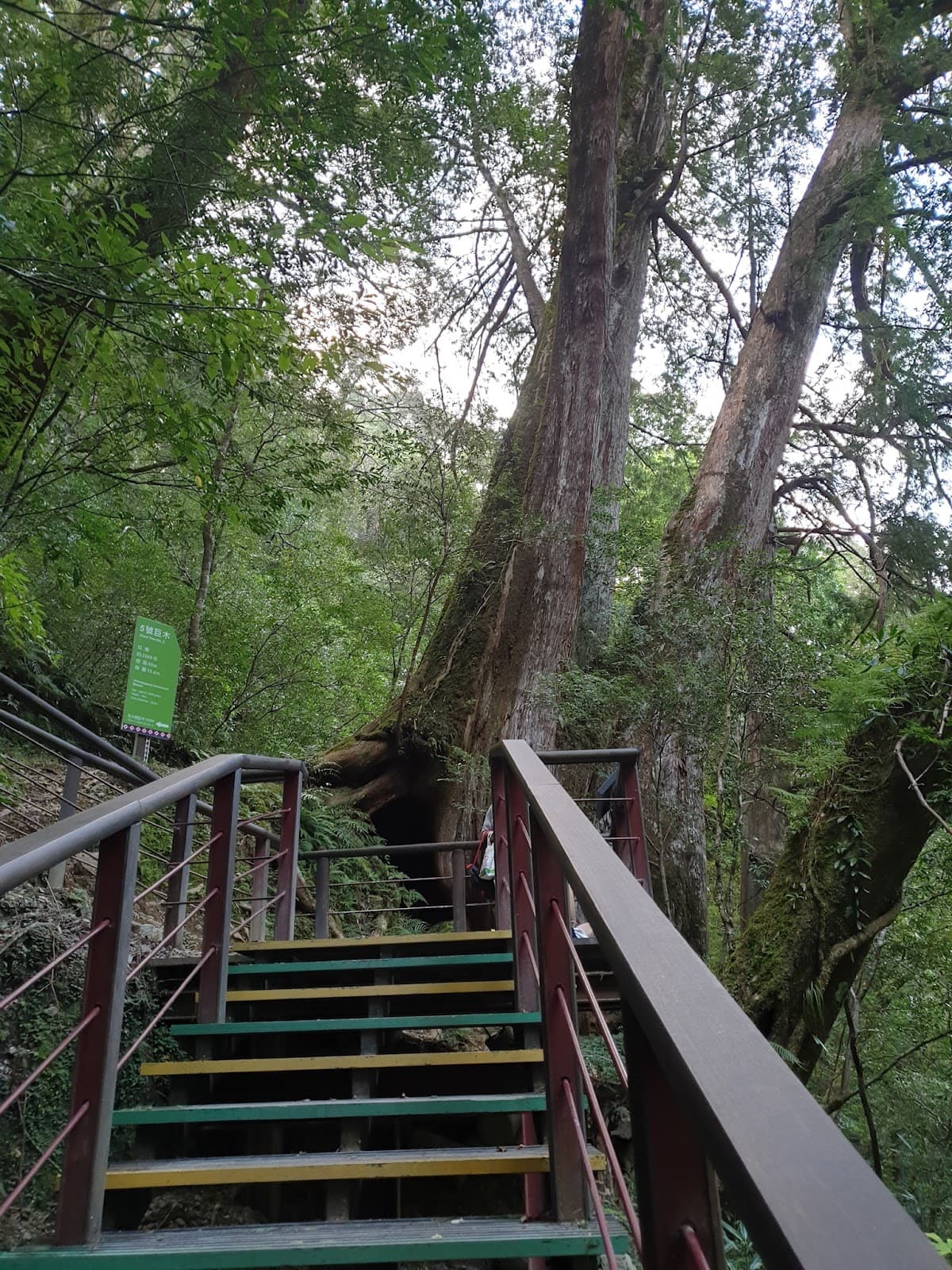 Lalashan Divine Trees - Image 1