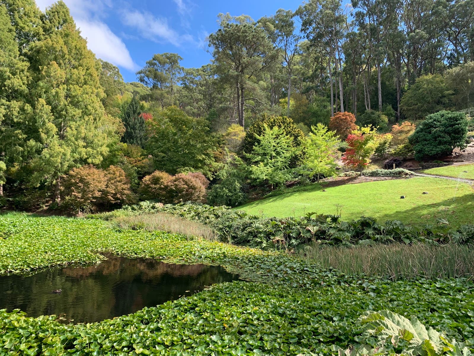 Mount Lofty Botanic Garden - Image 1