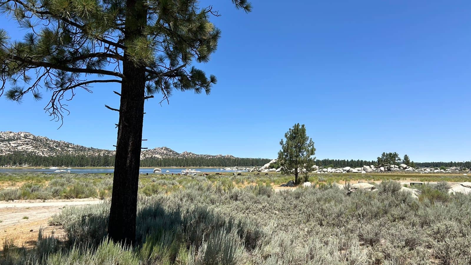 Camping Under the Stars