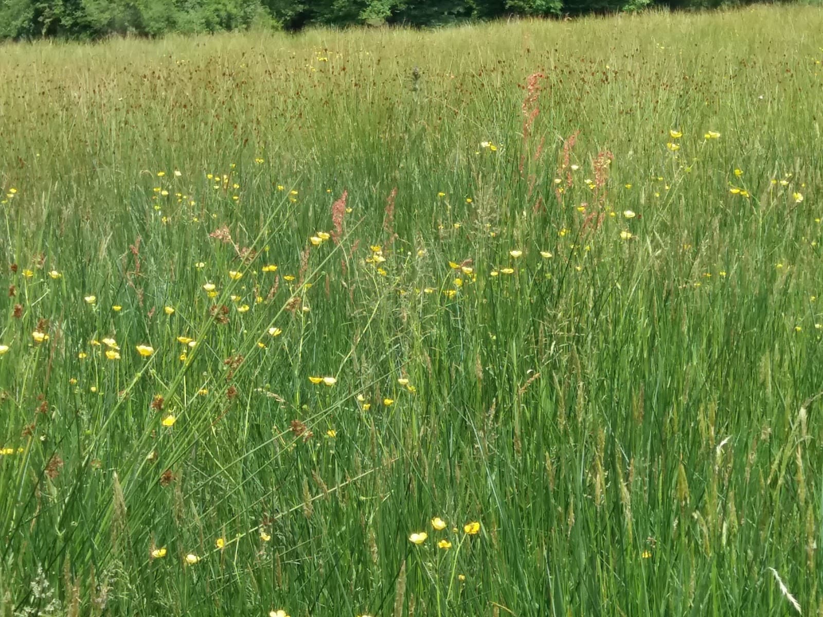 Kingcombe Meadows Nature Reserve - Image 1