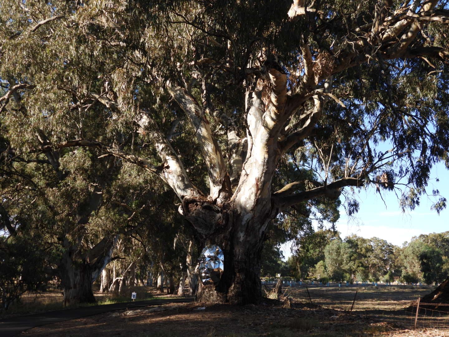 Barossa Bushgardens - Image 1