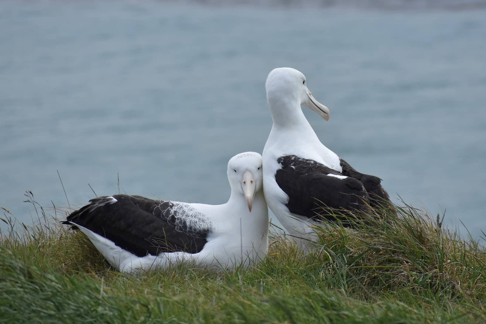 Pukekura/Taiaroa Head Scenery