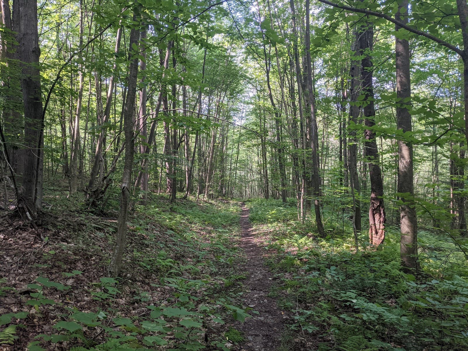 McCarty Hill State Forest - Image 1