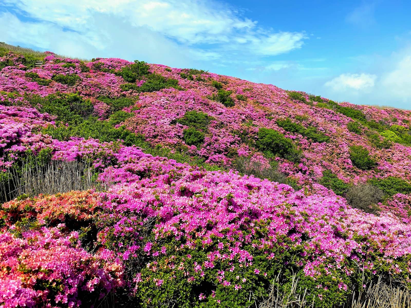 Kusasenri Grasslands