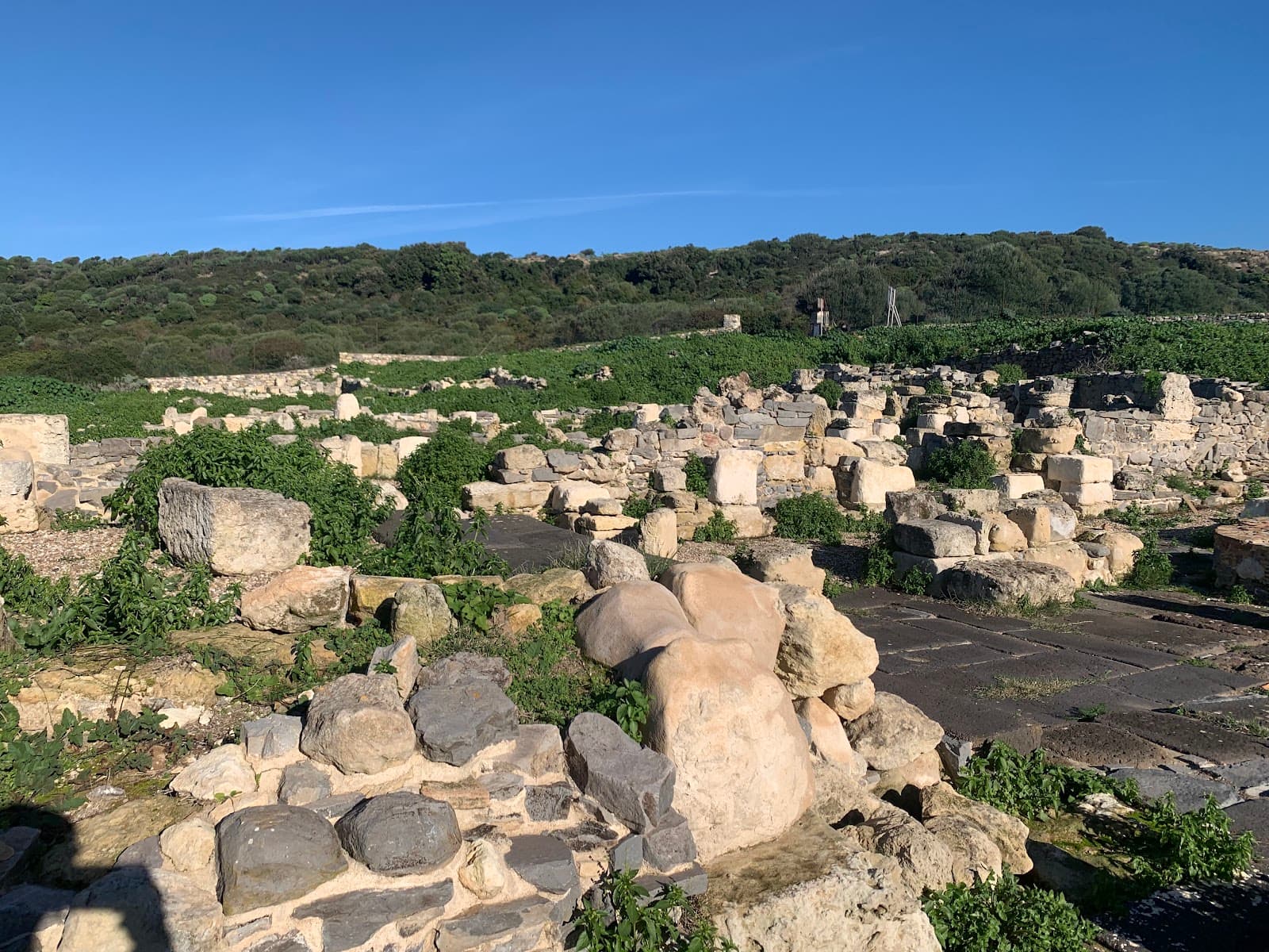 Cornus and Columbaris - Image 1