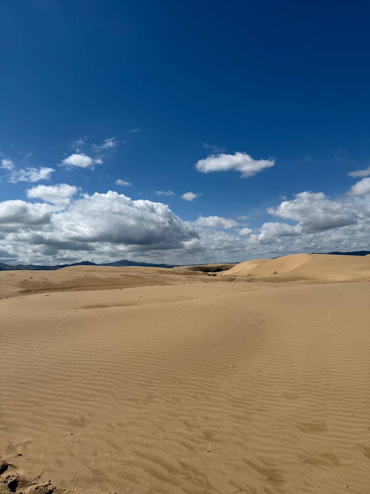 Greenery Amidst the Sand