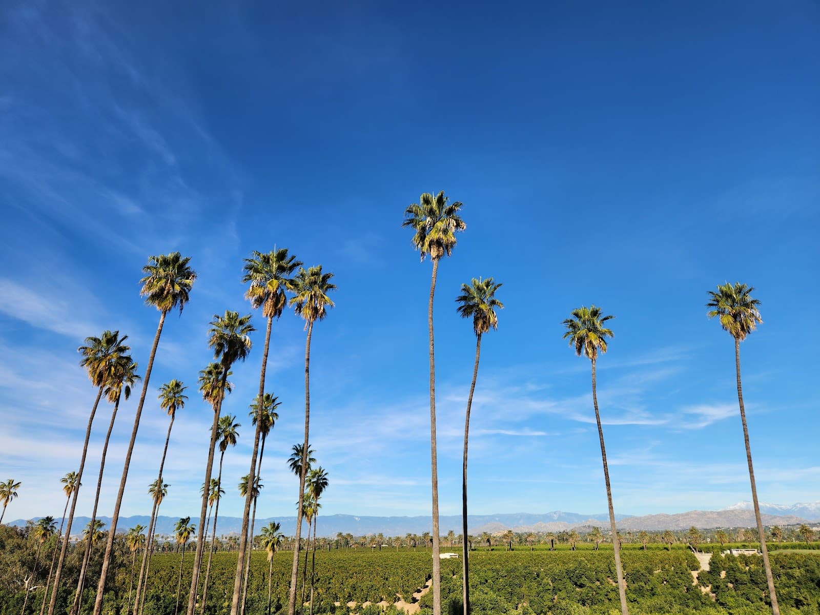 Arlington Heights (citrus groves) - Image 1