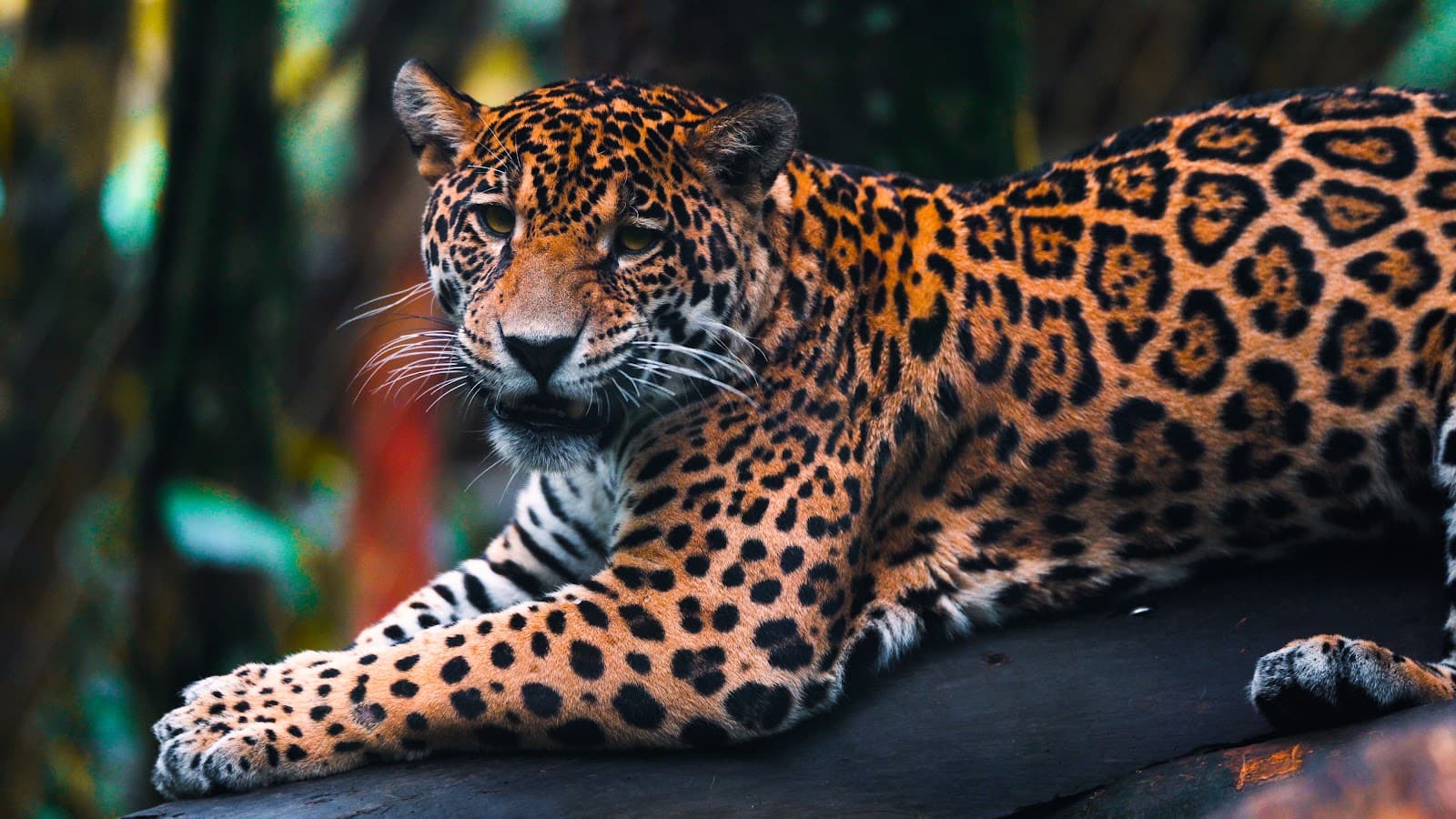 Zoo de Guadeloupe (Parc des Mamelles) - Image 1