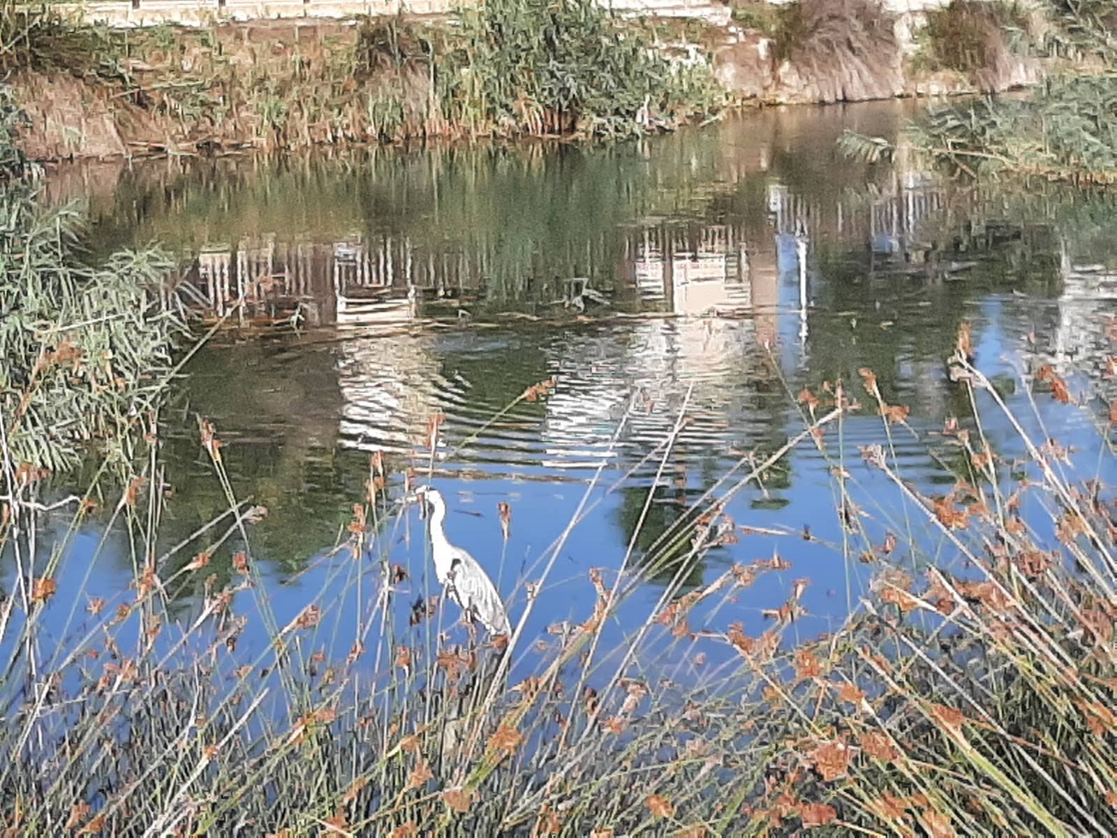 Restored Ecosystem