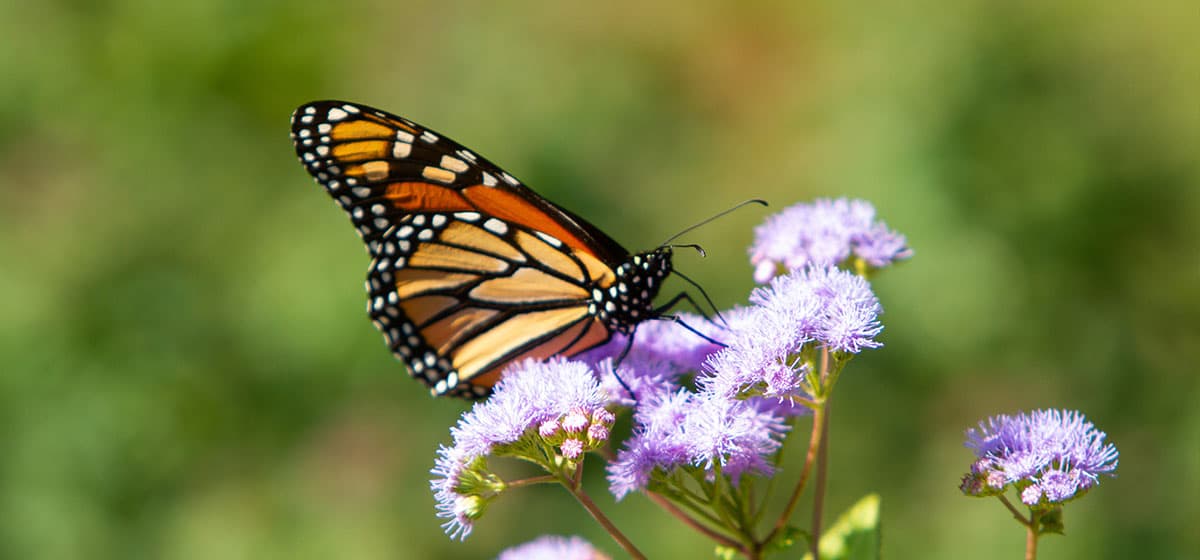 Shu Swamp Preserve - Image 1