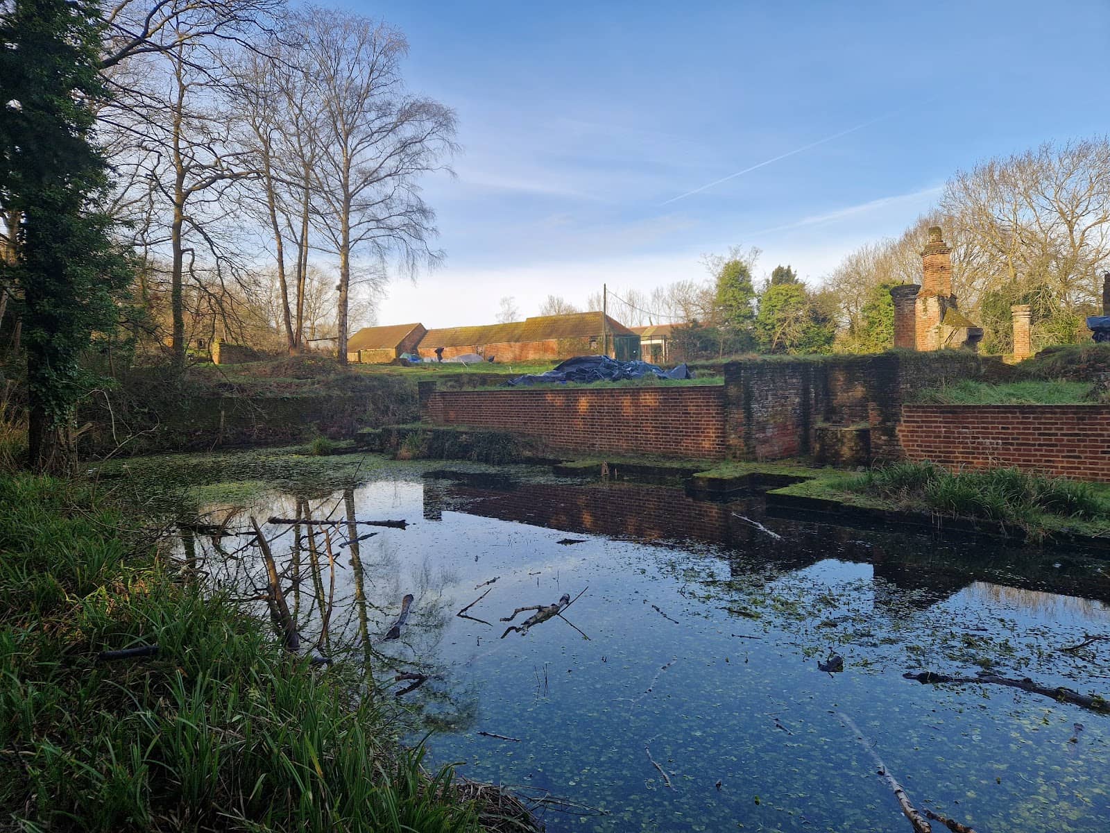 Grazing Horses and Ponies