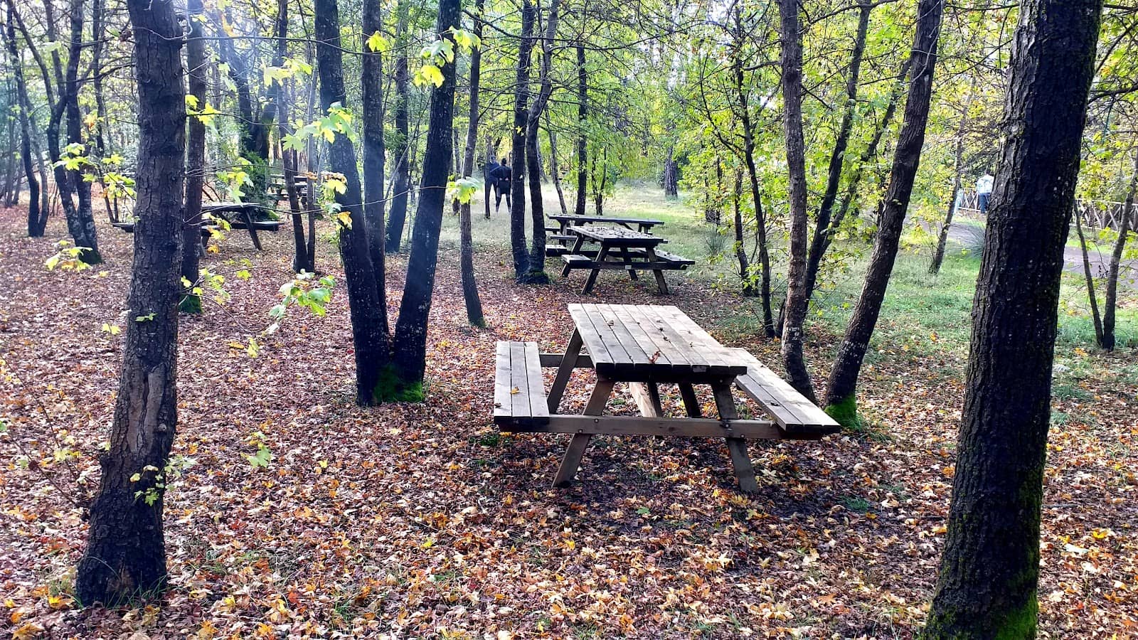 Tranquil Picnic Spots