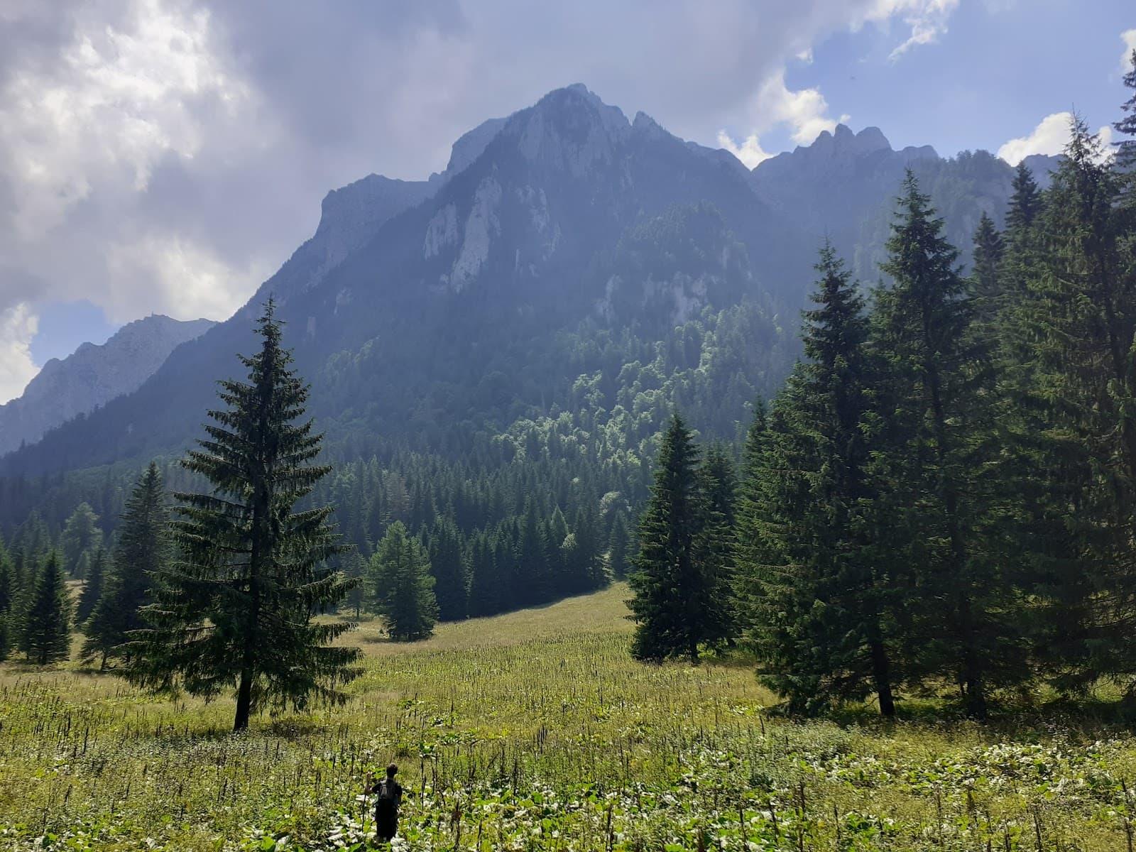 Poiana Coștilei Meadow - Image 1