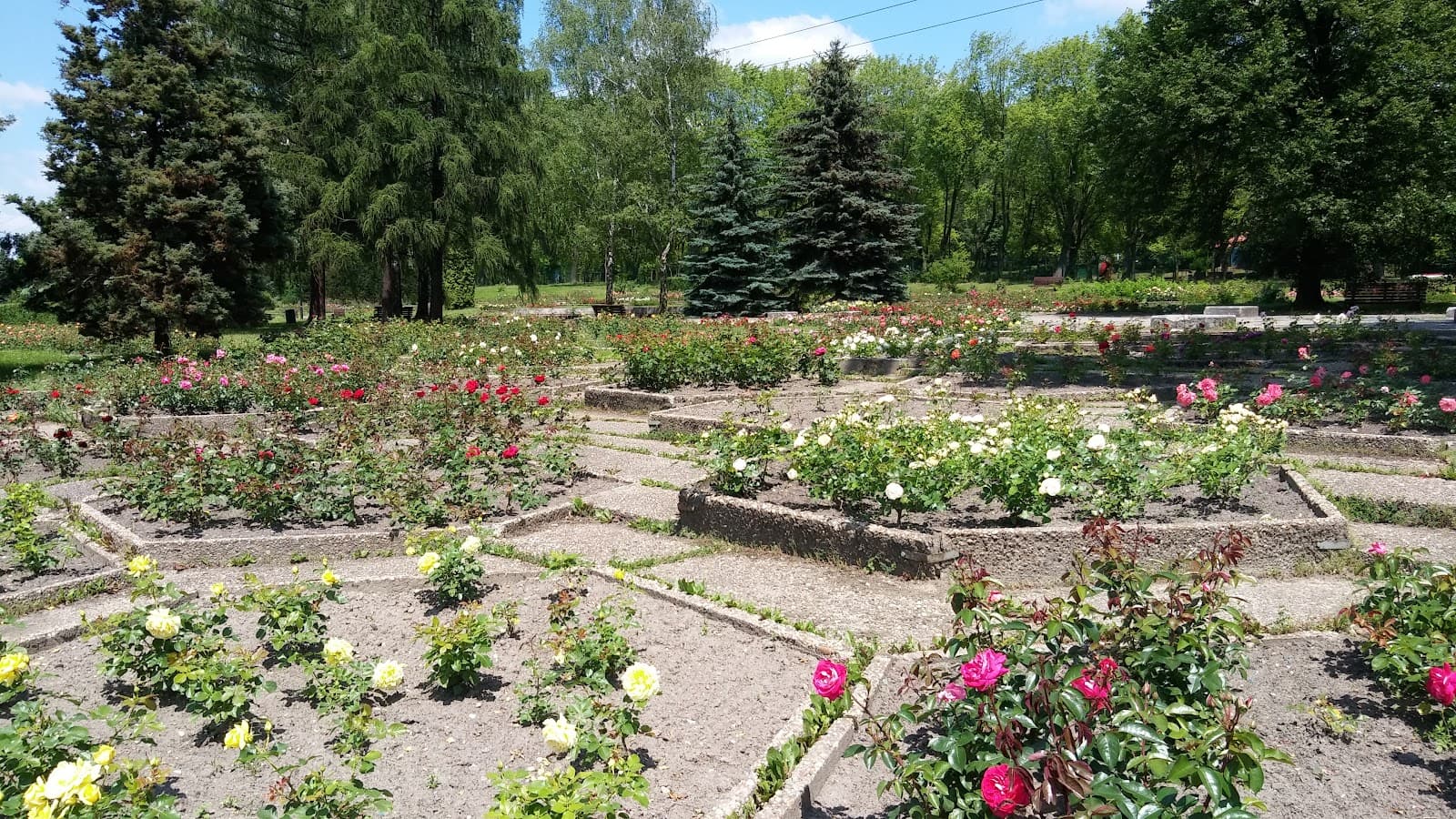 Rosarium (Silesian Park) - Image 1