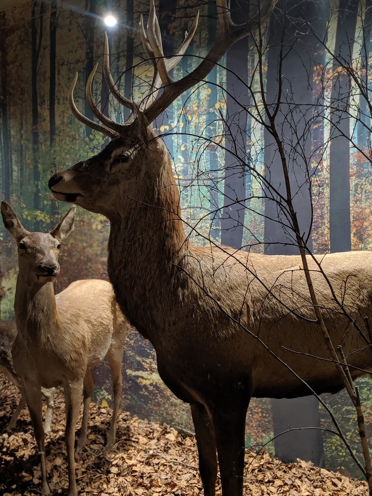 Museum of Nature (Olsztyn) - Image 1