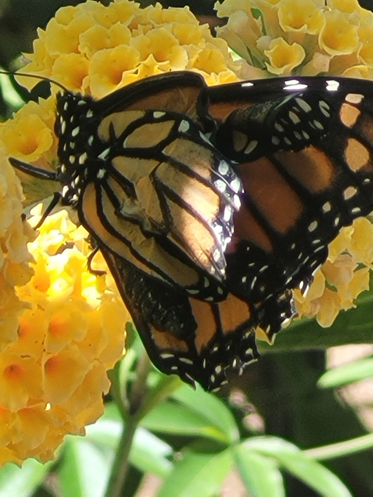 Elkton Community Education Center & Butterfly Pavilion - Image 1
