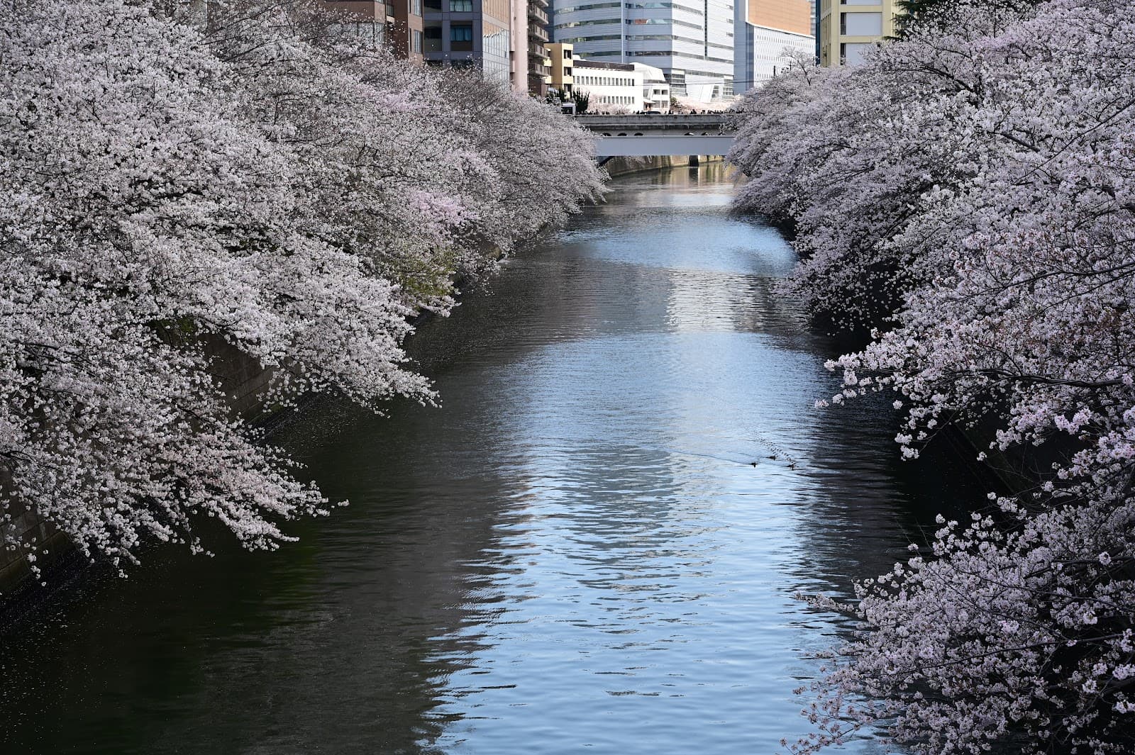 Dendo Square Park - Image 1