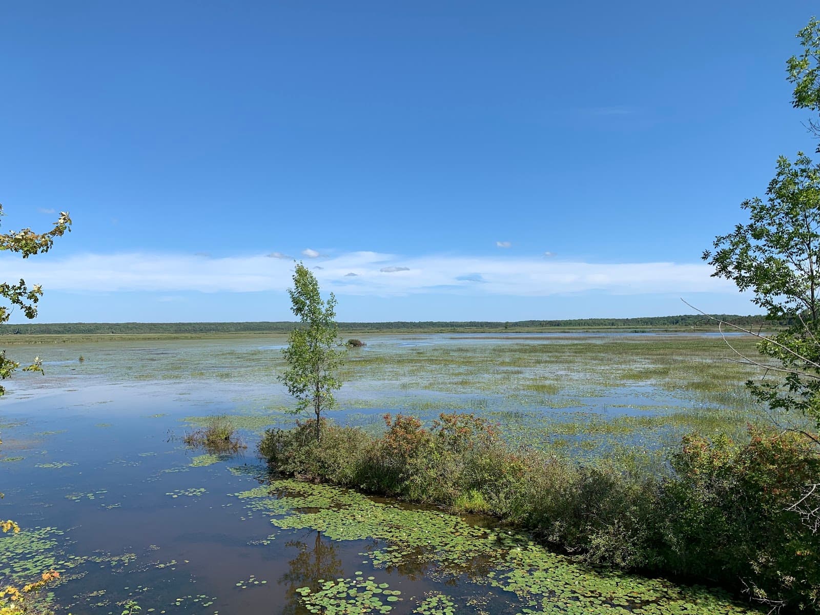 Tiny Marsh Provincial Wildlife Area - Image 1