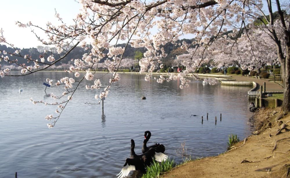 Lake Senba - Image 1