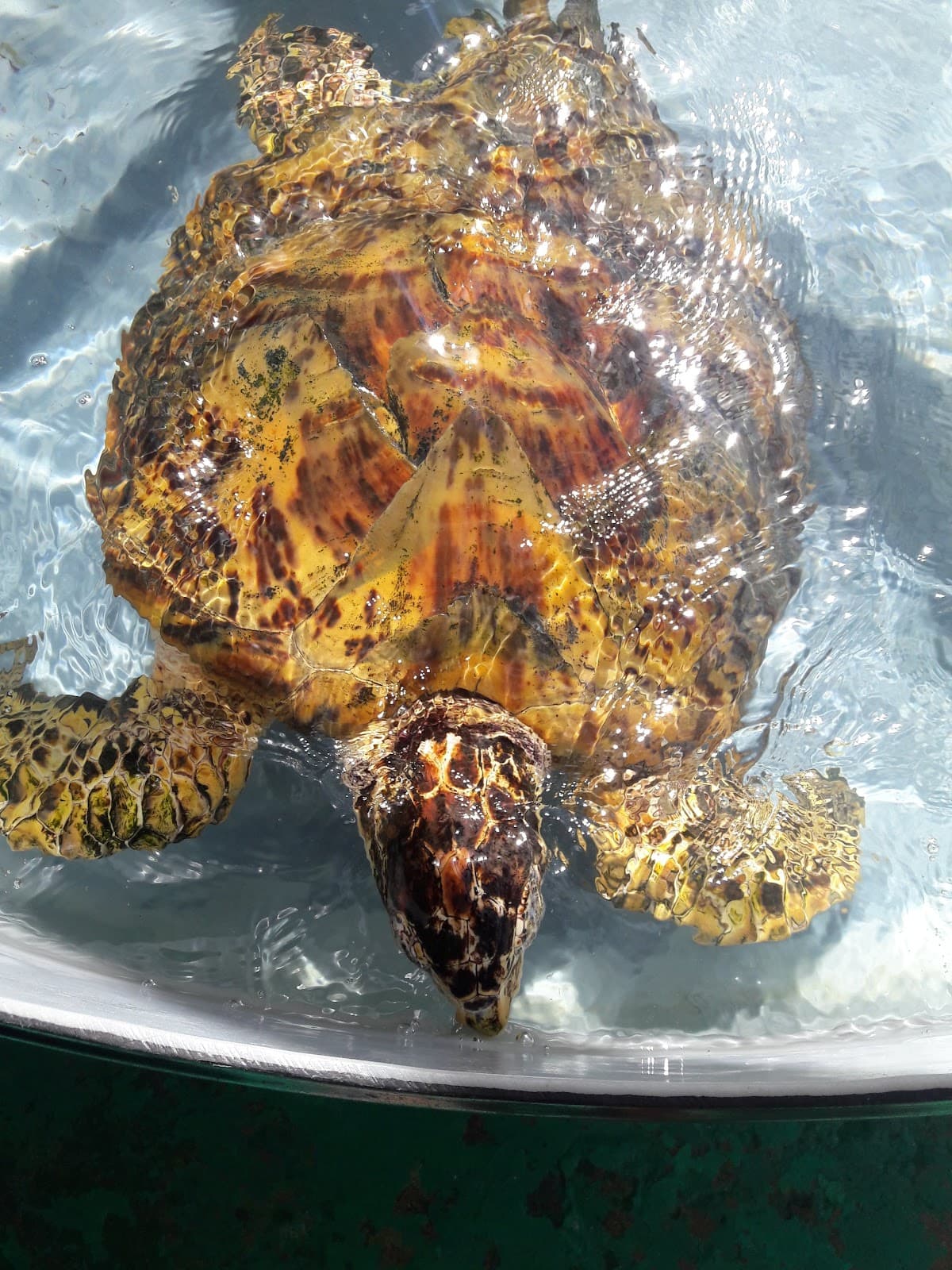 Old Hegg Turtle Sanctuary (Bequia) - Image 1