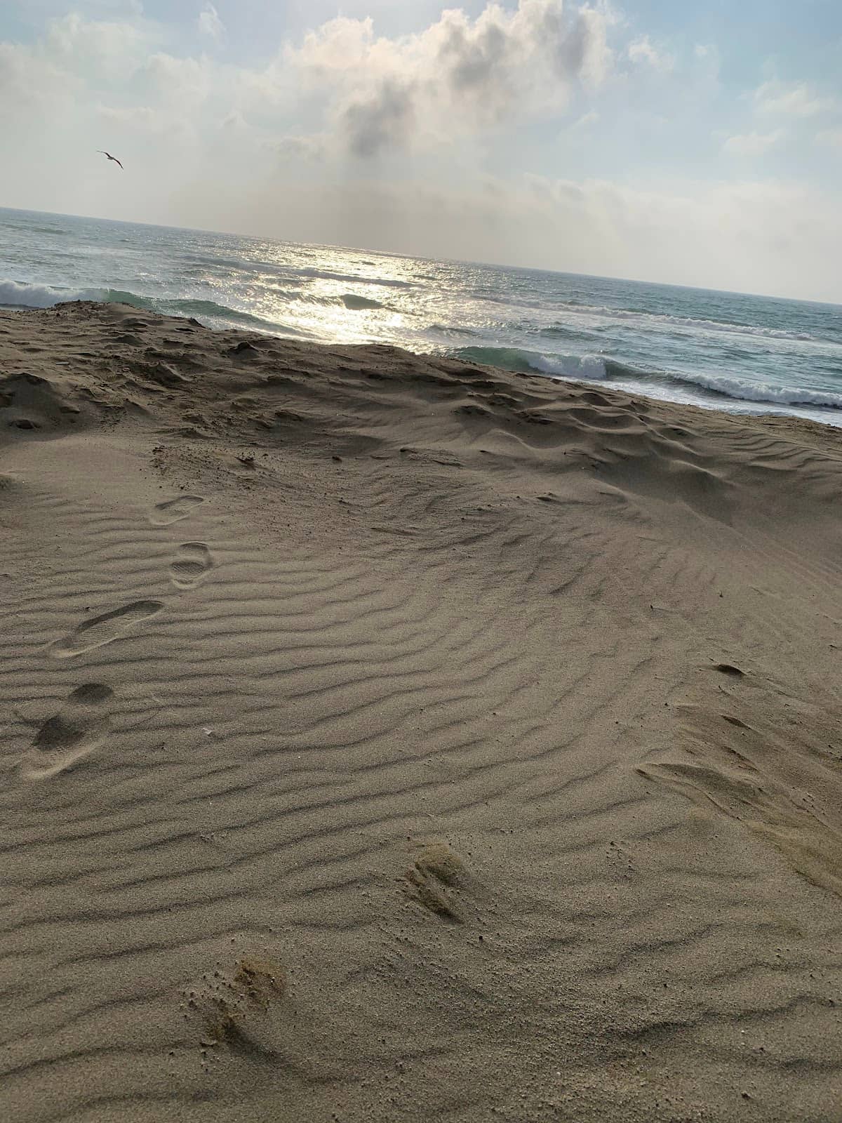 Active Coastal Scene