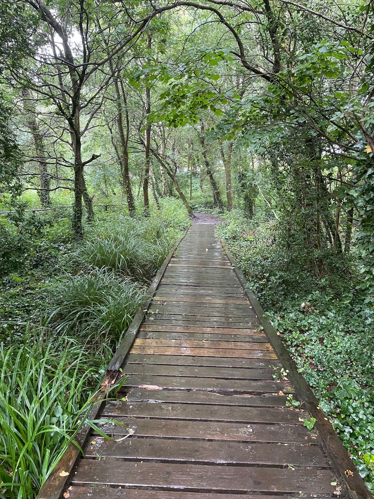 Kinson Common - Image 1