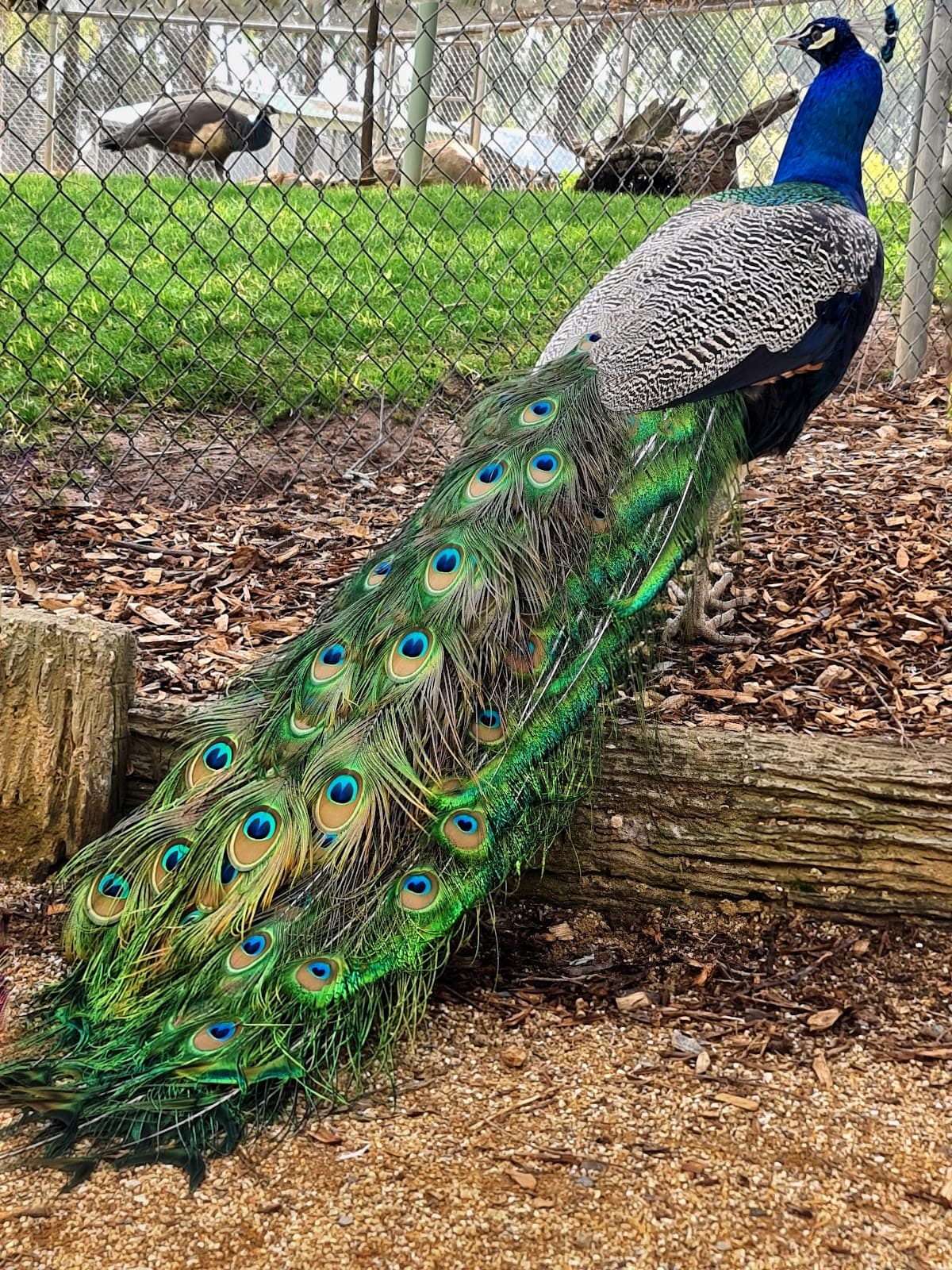 Wagga Zoo & Aviary - Image 1
