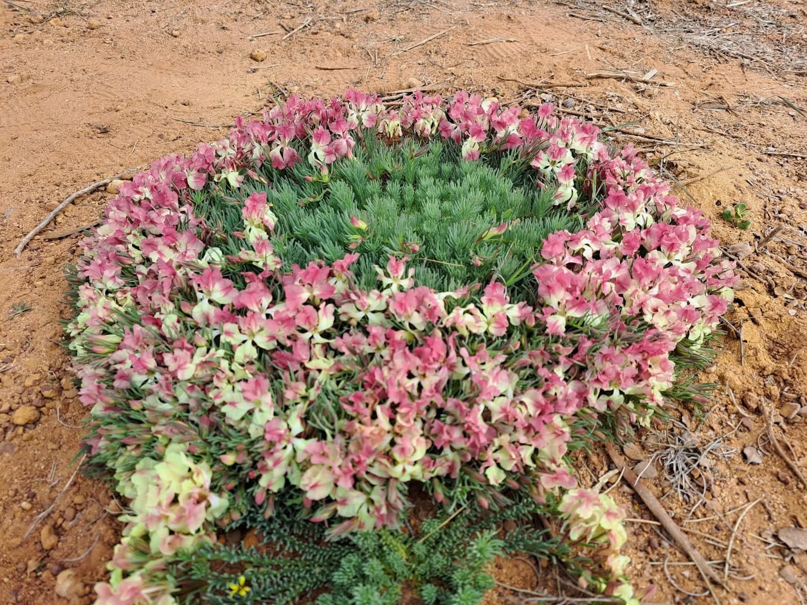 Mullewa Wildflower Country - Image 1