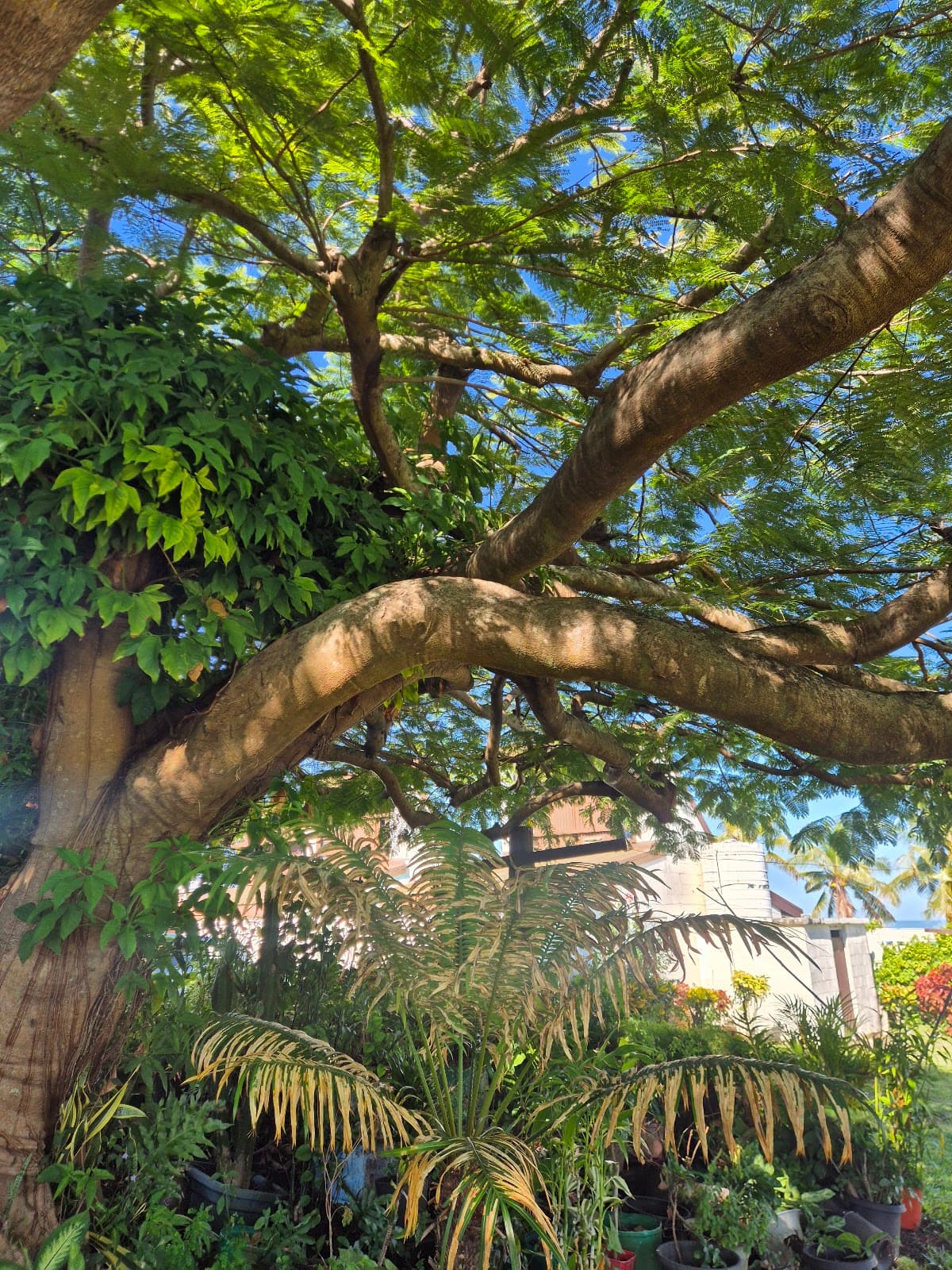 Vuda Lookout Fiji - Image 1
