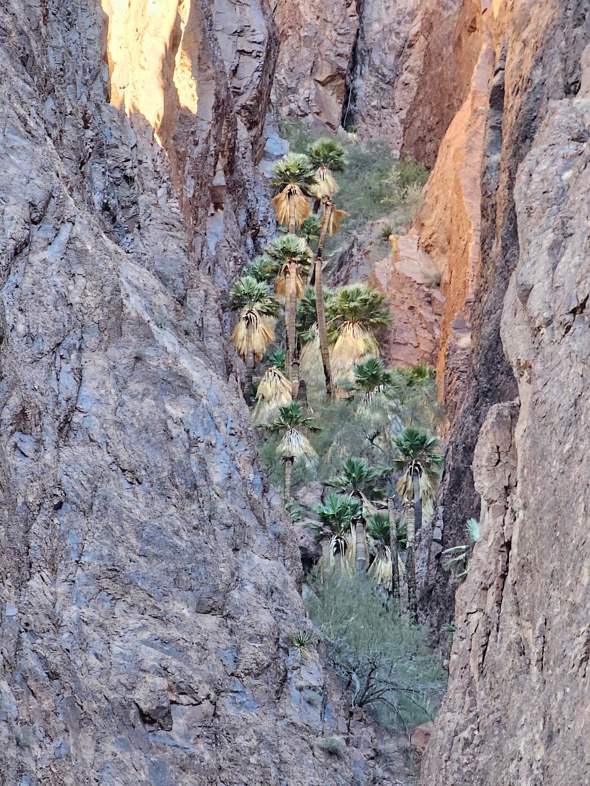 Palm Canyon Kofa National Wildlife Refuge - Image 1