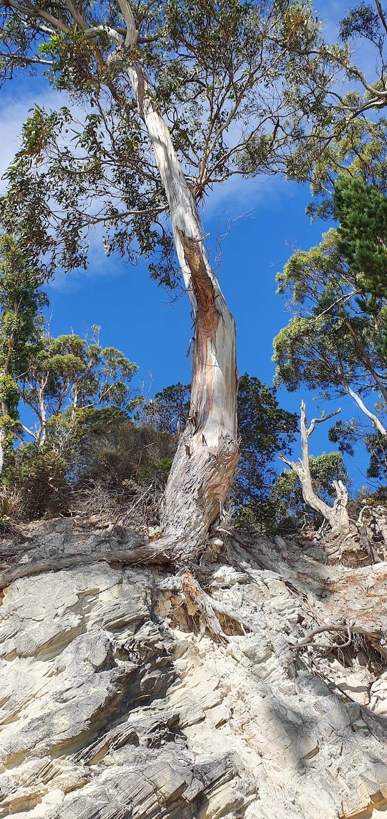 Adventure Bay Bridge