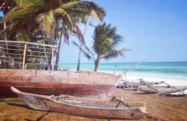 Dolphin Watching Tours